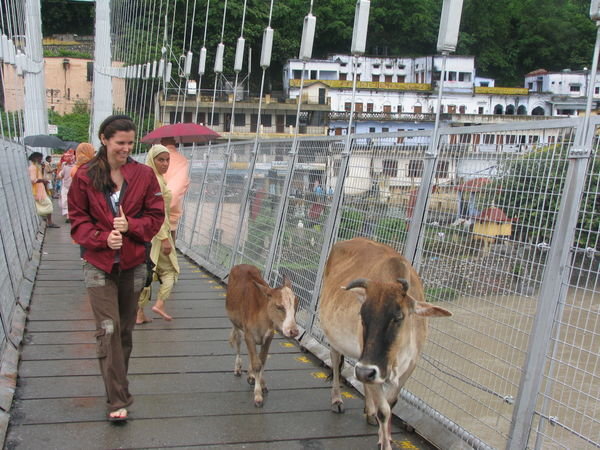 Me and holy cows crossing the bridge