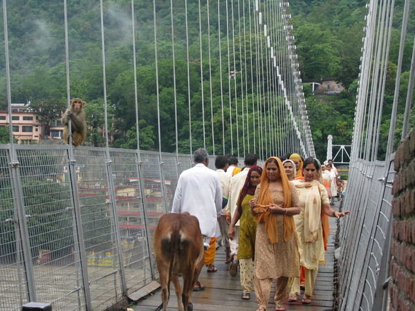 People, cows, bikes, monkeys share the narrow bridge.