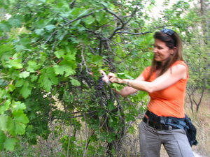 Me picking wild grapes