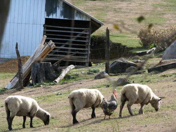 Countryside sheeps