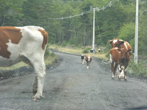 Cows take the roads...