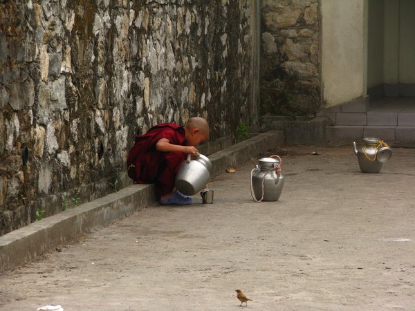 Little Monk pouring tea
