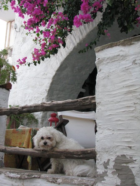 Picturesque Dog in Ano Syros