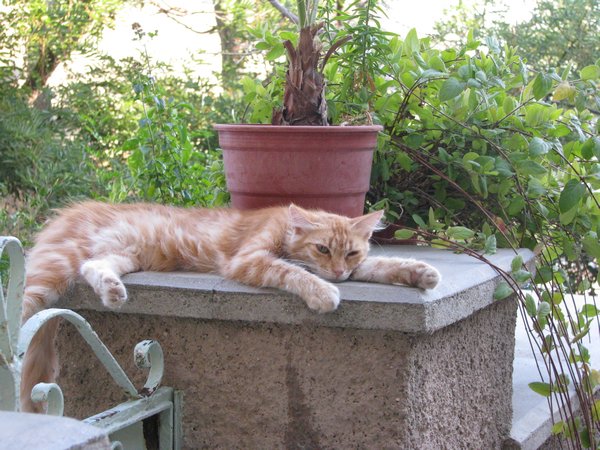 Laid Back Cat in Ano Syros