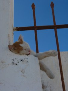 Santorini Cat 2
