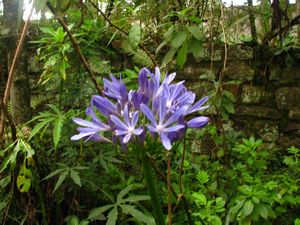 A Bolivarian Garden