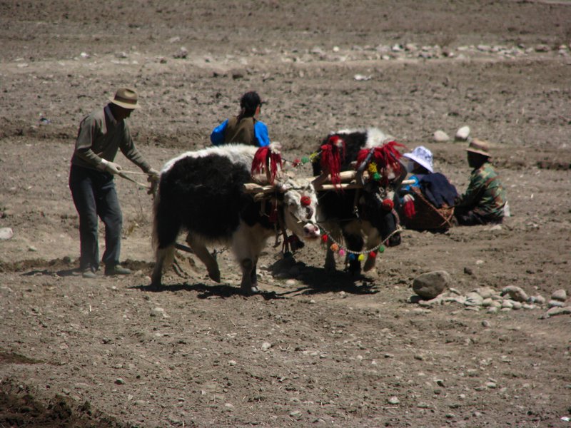 Tibetans working the land with Yak