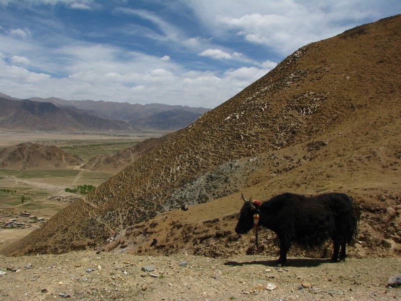 Tibetan Yak,