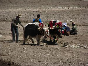 Tibetans working the land with Yak