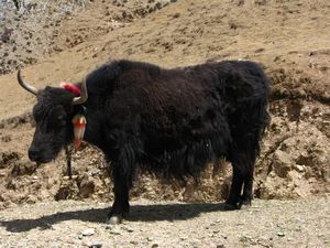 Tibetan Yak..