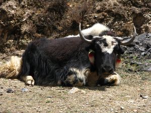 Tibetan Yak.