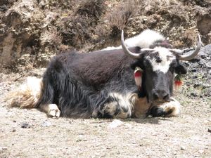 Tibetan Yak