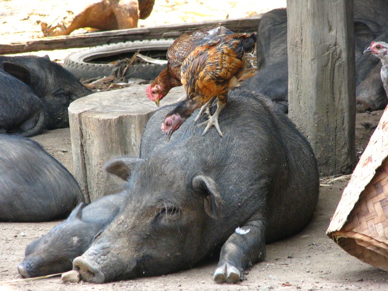 Chickens Picking on the Pig.
