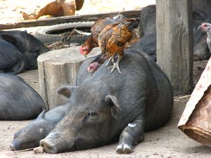 Chickens Picking on the Pig.