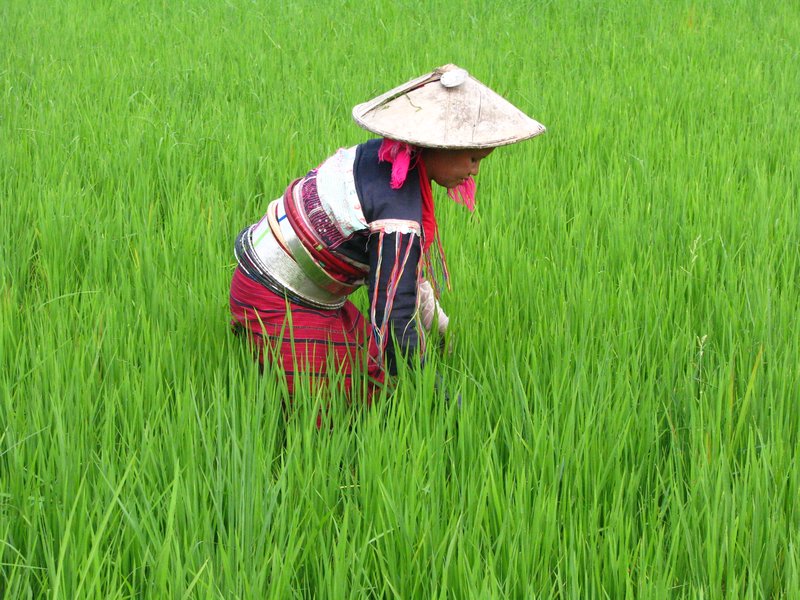 Palaung  Woman working on rice field