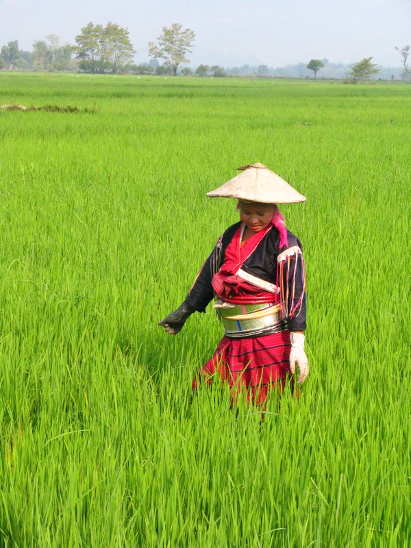 Palaung Woman on rice field