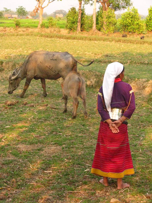 Palaung Woman tending to bufalos