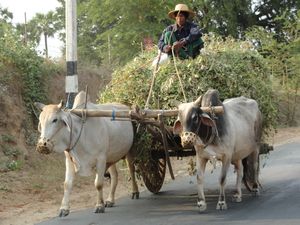 Ox Carts are very common in Bagan
