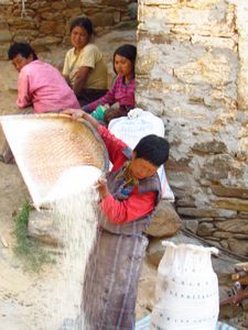 Villagers getting rice ready