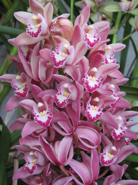 Gorgeous orchids