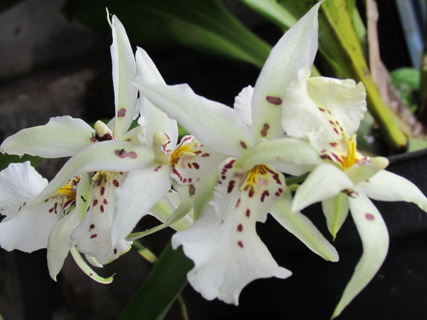 Gorgeous orchids 2