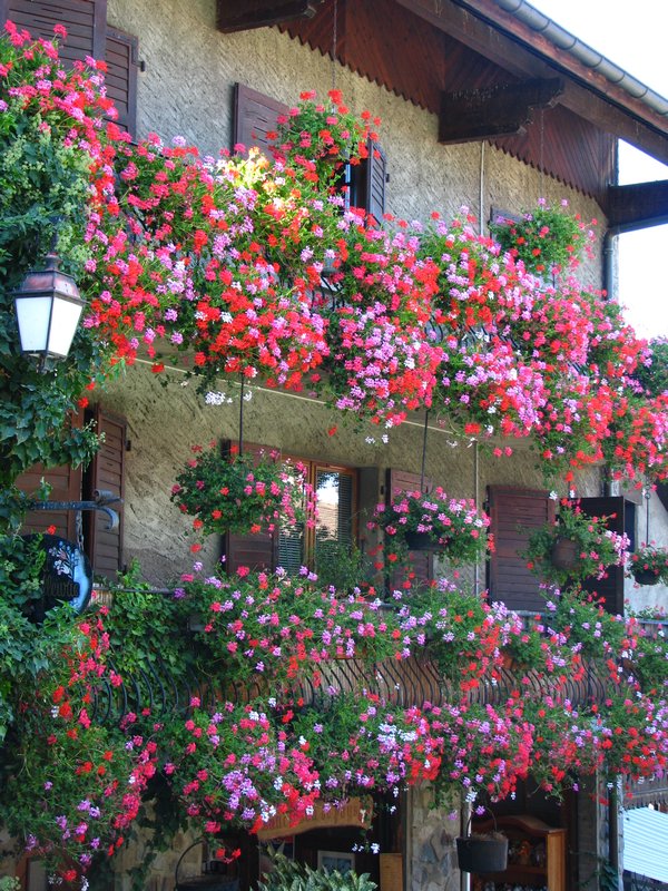 Lovely flowers on each window