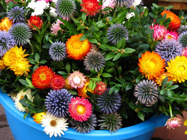 Colors of the flower market