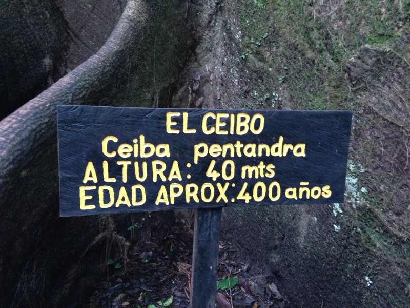400 yr old Ceibo tree