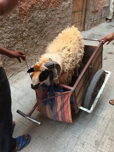 Poor sheep.... On the way to be sacrified