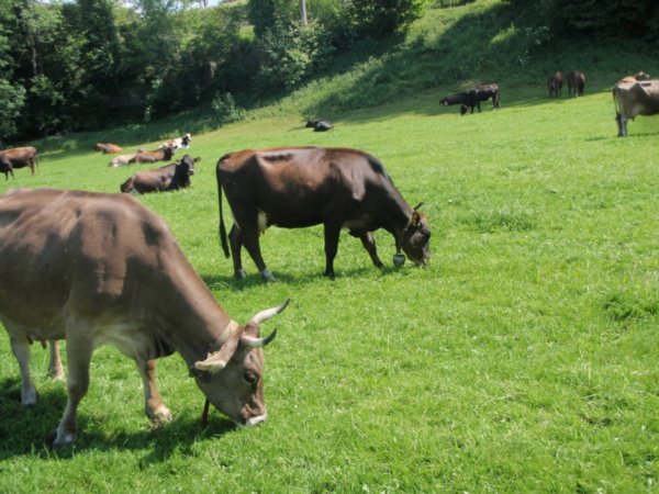 Swiss Cows!