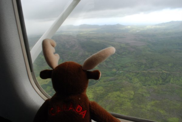 Moose is Loose in the plane