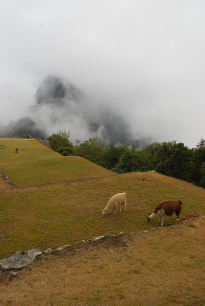 Finally Machu Pichu