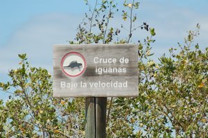 Translation....watch out for iguanas
