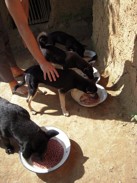 Dog feeding @ Second Home (Pang Term, Chiang Mai)