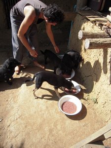 Dog feeding @ Second Home (Pang Term, Chiang Mai)