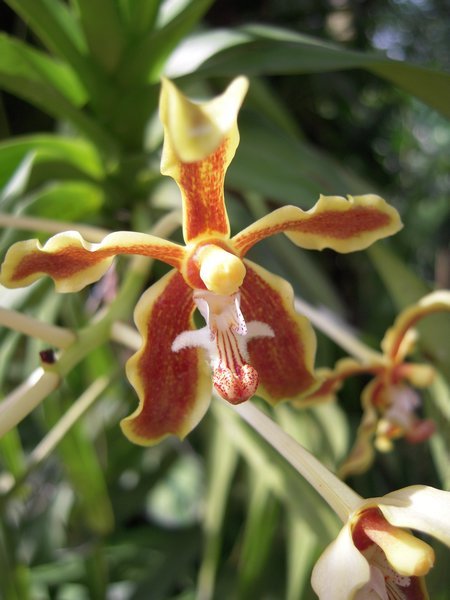 Orchid Garden @ Singapore Botanical Gardens
