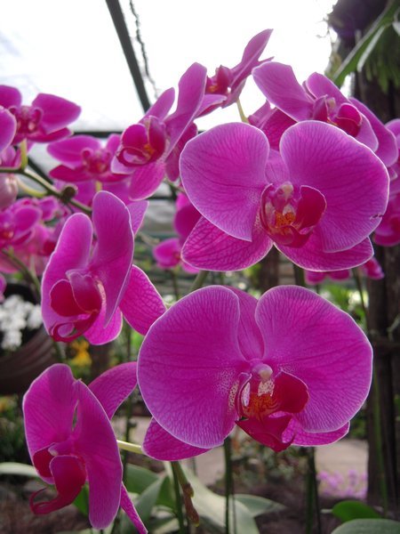 Orchid Garden @ Singapore Botanical Gardens