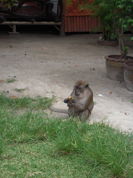 Cheeky monkey stealing from the fruit stall @ Koh Phi Phi