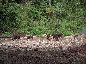 Wild boar @ Koh Tarutao