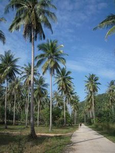 Jay amongst the coconuts (Koh Tarutao)