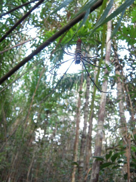 Big spider @ Bako National Park, Sarawak, Borneo
