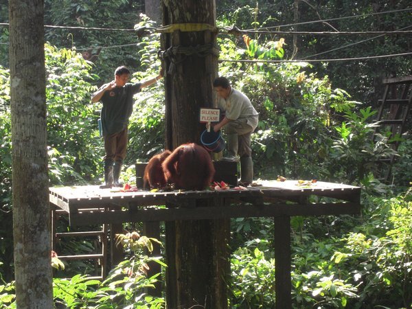 Feeding time @ Sepilok Orangutan Rehabilitation Center