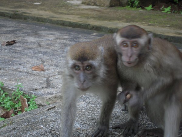 Monkeys @ Bako National Park, Sarawak, Borneo
