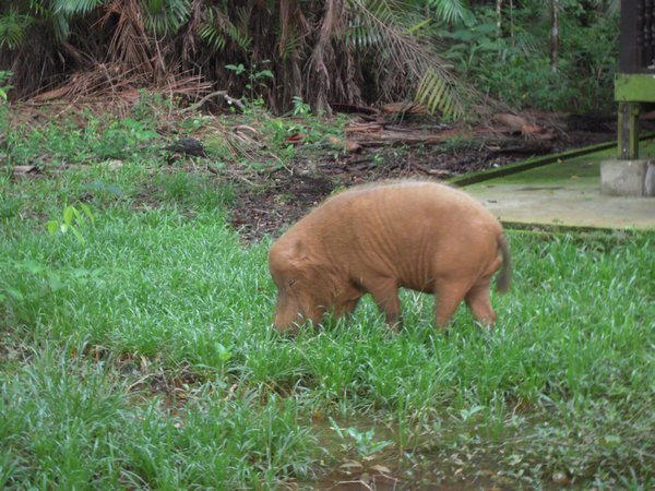 Bearded pig @ Bako National Park, Sarawak, Borneo