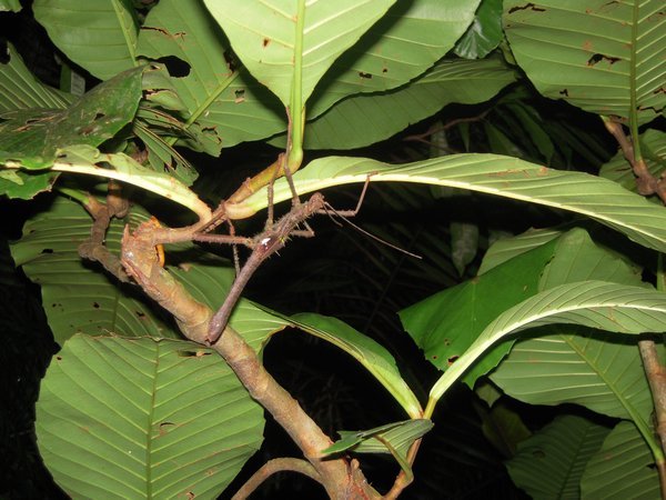 Stick insect @ Bako National Park, Sarawak, Borneo