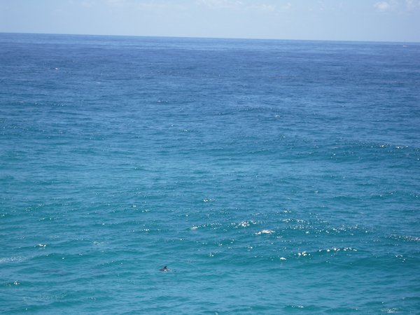 Dolphins at Point Lookout