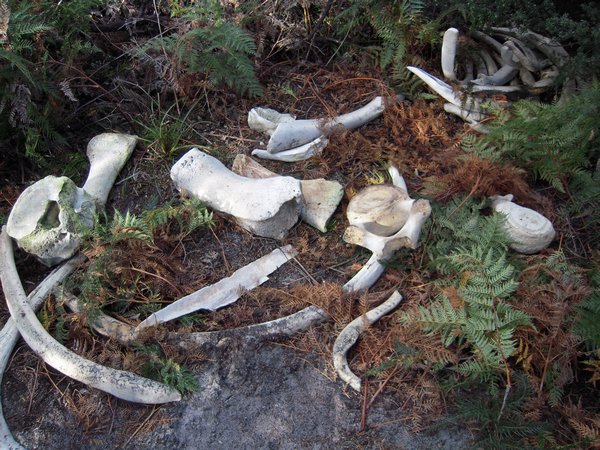 Whale bones in Wineglass Bay