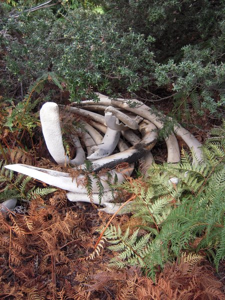 Whale bones in Wineglass Bay