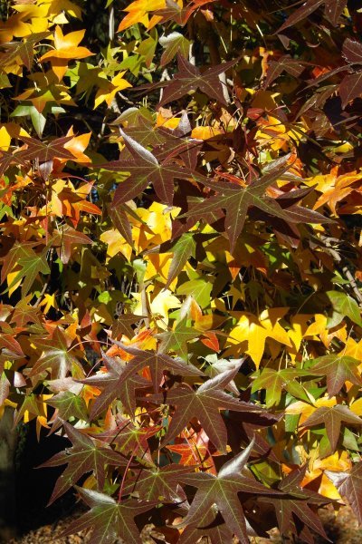 Maple leaves in the garden, Auckland Park