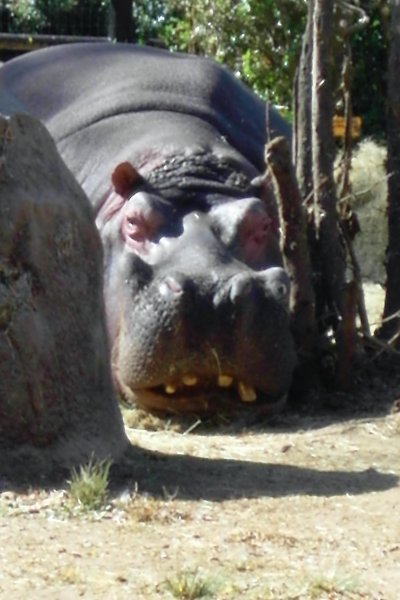 Snoozing hippo at Joburg Zoo